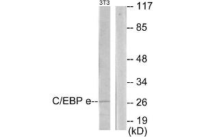 Western blot analysis of extracts from NIH-3T3 cells, using C/EBP epsilon antibody. (CEBPE 抗体  (C-Term))