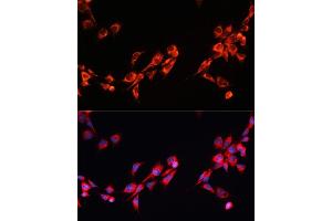 Immunofluorescence analysis of NIH/3T3 cells using PGRMC2 antibody (ABIN7269534) at dilution of 1:100. (PGRMC2 抗体)