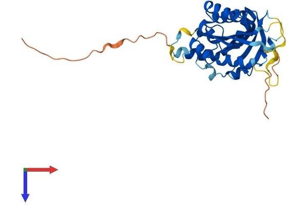 BCDIN3D Protein (AA 1-285) (His tag)