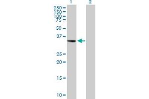 Western Blot analysis of LSAMP expression in transfected 293T cell line by LSAMP MaxPab polyclonal antibody. (LSAMP 抗体  (AA 29-338))