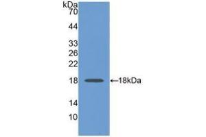 Detection of Recombinant GAPDH, Human using Monoclonal Antibody to Glyceraldehyde-3-Phosphate Dehydrogenase (GAPDH) (GAPDH 抗体  (AA 2-148))