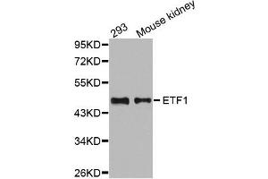 Western Blotting (WB) image for anti-Eukaryotic Translation Termination Factor 1 (ETF1) antibody (ABIN1876949) (ETF1 抗体)
