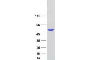 Western Blotting (WB) image for C-Src tyrosine Kinase (CSK) (Transcript Variant 2) protein (Myc-DYKDDDDK Tag) (ABIN2712579)