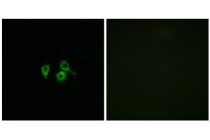 Immunofluorescence analysis of A549 cells, using OR10H4 antibody. (OR10H4 抗体  (Internal Region))