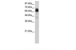 Image no. 1 for anti-Synaptotagmin Binding, Cytoplasmic RNA Interacting Protein (SYNCRIP) (N-Term) antibody (ABIN202832) (SYNCRIP 抗体  (N-Term))