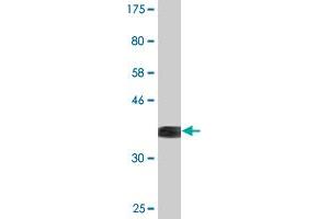 Western Blot detection against Immunogen (36. (NFIX 抗体  (AA 291-390))