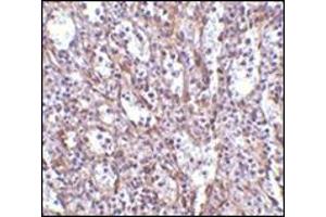 Immunohistochemistry of STIM1 in human spleen tissue with this product at 2. (STIM1 抗体  (C-Term))