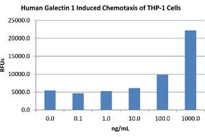 SDS-PAGE of Human Galectin-1 Recombinant Protein Bioactivity of Human Galectin-1 Recombinant Protein. (LGALS1/Galectin 1 蛋白)