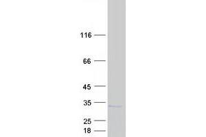 Western Blotting (WB) image for Proteasome (Prosome, Macropain) Subunit, beta Type, 6 (PSMB6) protein (Myc-DYKDDDDK Tag) (ABIN2729935)