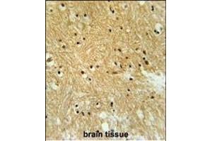 IPO9 Antibody (N-term) (ABIN651754 and ABIN2840388) immunohistochemistry analysis in formalin fixed and paraffin embedded human brain tissue followed by peroxidase conjugation of the secondary antibody and DAB staining. (Importin 9 抗体  (N-Term))