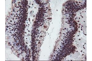 Image no. 1 for anti-Fragile X Mental Retardation 1 (FMR1) (AA 36-279) antibody (ABIN1491454) (FMR1 抗体  (AA 36-279))