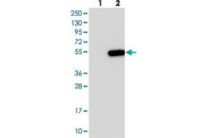 Western blot analysis of Lane 1: Negative control (vector only transfected HEK293T lysate), Lane 2: Over-expression Lysate (Co-expressed with a C-terminal myc-DDK tag (~3. (C16orf58 抗体)