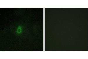 Peptide - +Immunofluorescence analysis of HepG2 cells, using Cytochrome P450 2antibody.