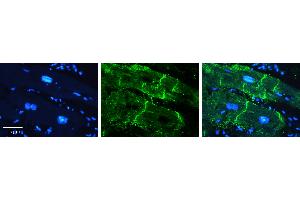 Immunohistochemistry (IHC) image for anti-ATPase, Na+/K+ Transporting, beta 1 Polypeptide (ATP1B1) (N-Term) antibody (ABIN2781851)