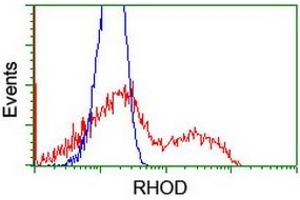 Flow Cytometry (FACS) image for anti-Ras Homolog Family Member D (RHOD) antibody (ABIN1500700) (RHOD 抗体)
