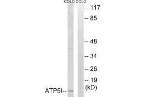 Western blot analysis of extracts from COLO cells, using ATP5I antibody. (ATP5I 抗体  (C-Term))