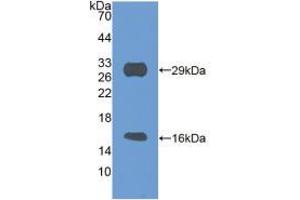 Western blot analysis of recombinant Mouse SIRT3. (SIRT3 抗体  (AA 5-257))