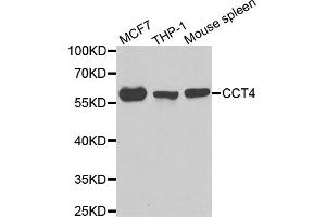 Western blot analysis of extracts of various cell lines, using CCT4 antibody (ABIN5973931) at 1/1000 dilution. (CCT4 抗体)