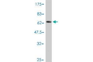 Western Blot detection against Immunogen (65.