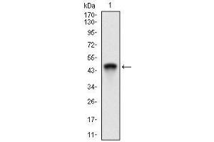 Western blot analysis using Ring1 mAb against human Ring1 recombinant protein. (RING1 抗体  (AA 79-263))