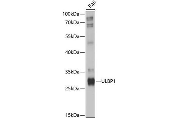 ULBP1 抗体  (AA 26-216)
