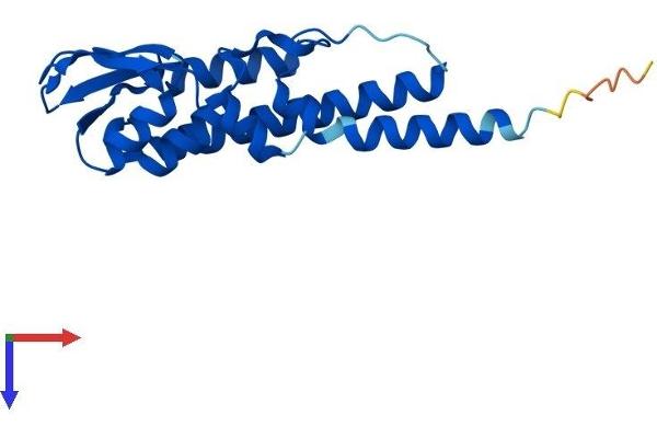 GINS2 Protein (AA 1-185) (His tag)