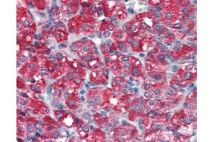 Anti-SKP2 antibody IHC staining of human adrenal. (SKP2 抗体  (AA 221-425))