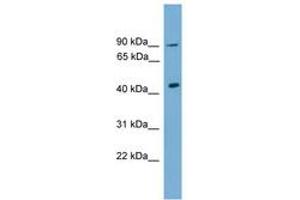 Image no. 1 for anti-Doublesex and Mab-3 Related Transcription Factor 1 (DMRT1) (C-Term) antibody (ABIN6744585) (DMRT1 抗体  (C-Term))