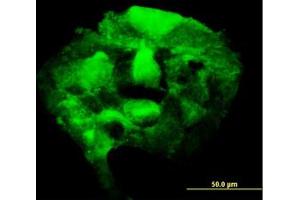 Image no. 5 for anti-3'-phosphoadenosine 5'-phosphosulfate Synthase 2 (PAPSS2) (AA 513-613) antibody (ABIN598592) (PAPSS2 抗体  (AA 513-613))