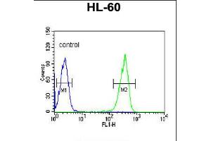 Flow cytometric analysis of HL-60 cells (right histogram) compared to a negative control cell (left histogram). (KRT9 抗体  (AA 302-331))