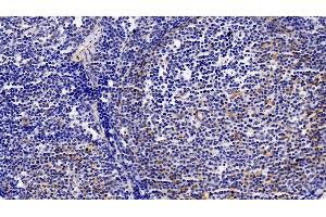 Detection of GZMB in Porcine Lymph node Tissue using Polyclonal Antibody to Granzyme B (GZMB)