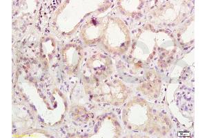 Immunohistochemistry (IHC) image for anti-POU Domain, Class 2, Transcription Factor 1 (POU2F1) (C-Term) antibody (ABIN737286)