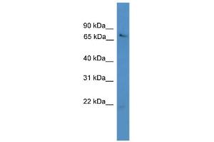 WB Suggested Anti-USP2 Antibody Titration: 0. (USP2 抗体  (N-Term))
