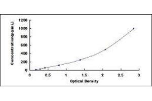 ELISA image for Mannose Receptor, C Type 1 (MRC1) ELISA Kit (ABIN424910)