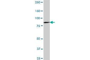 ALDH16A1 MaxPab polyclonal antibody. (ALDH16A1 抗体  (AA 1-802))