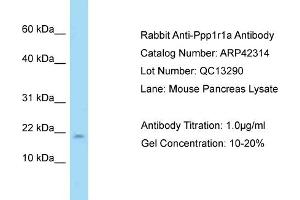 Host: Rabbit Target Name: PPP1R1A Sample Tissue: Mouse Pancreas Antibody Dilution: 1ug/ml (PPP1R1A 抗体  (N-Term))