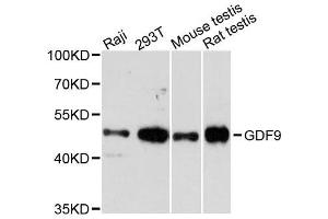 Western blot analysis of extracts of various cell lines, using GDF9 antibody. (GDF9 抗体  (AA 205-454))