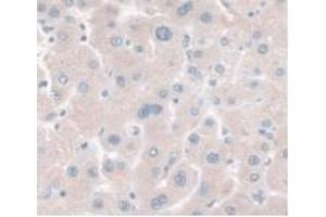 IHC-P analysis of Human Liver Tissue, with DAB staining. (HPR 抗体  (AA 70-332))