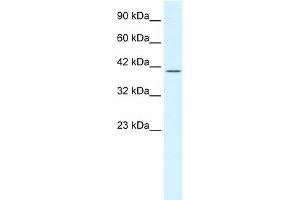 WB Suggested Anti-POU2F2 Antibody Titration:  1. (Oct-2 抗体  (N-Term))