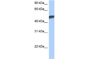 WB Suggested Anti-HNF4G Antibody Titration:  0. (HNF4 gamma 抗体  (C-Term))