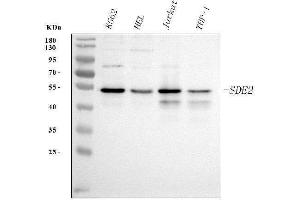 Western blot analysis of SDE2 using anti-SDE2 antibody (ABIN7599603). (C1orf55 抗体  (AA 10-447))