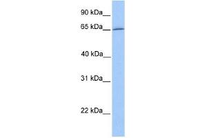 DYNC1I1 antibody used at 1 ug/ml to detect target protein. (DYNC1I1 抗体  (N-Term))