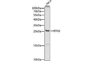 Western blot analysis of extracts of HeLa cells, using RTN3 antibody (ABIN7269929) at 1:1000 dilution. (Reticulon 3 抗体  (C-Term))