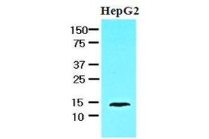 Cell lysates of HepG2 (30 ug) were resolved by SDS-PAGE, transferred to nitrocellulose membrane and probed with anti-human FABP1 (1:1000). (FABP1 抗体  (AA 1-127))