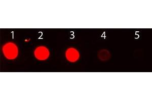 Dot Blot (DB) image for Chicken anti-Rabbit IgG (Heavy & Light Chain) antibody (FITC) (ABIN101938)