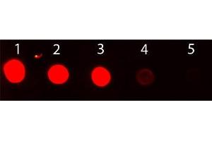 Dot Blot of Rabbit IgG Antibody Fluorescein Conjugated. (小鸡 anti-兔 IgG (Heavy & Light Chain) Antibody (FITC) - Preadsorbed)