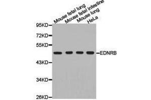 Western Blotting (WB) image for anti-Endothelin Receptor Type B (EDNRB) antibody (ABIN1872425) (EDNRB 抗体)