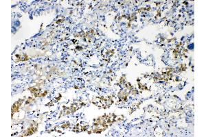 IHC analysis of TMEM107 using anti- TMEM107 antibody . (TMEM107 抗体  (N-Term))
