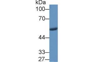Western Blot; Sample: Porcine Stomach lysate; Primary Ab: 1µg/ml Rabbit Anti-Human VF Antibody Second Ab: 0. (NAMPT 抗体  (AA 1-491))