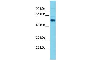 Host: Rabbit Target Name: Aldh1a2 Sample Type: Mouse Testis lysates Antibody Dilution: 1. (ALDH1A2 抗体  (C-Term))